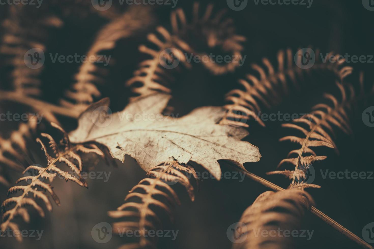 dry leaves autumn photo