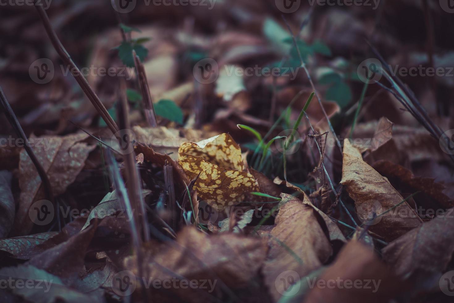 dry leaves autumn photo