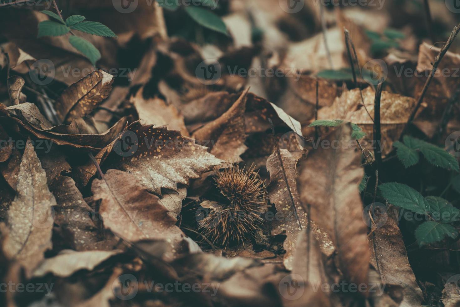 dry leaves autumn photo