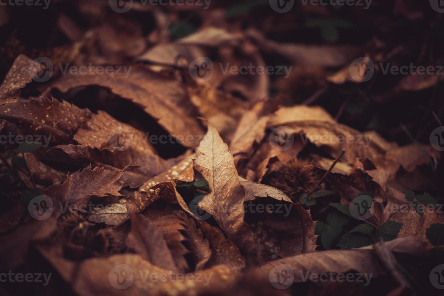 hojas secas otoño foto