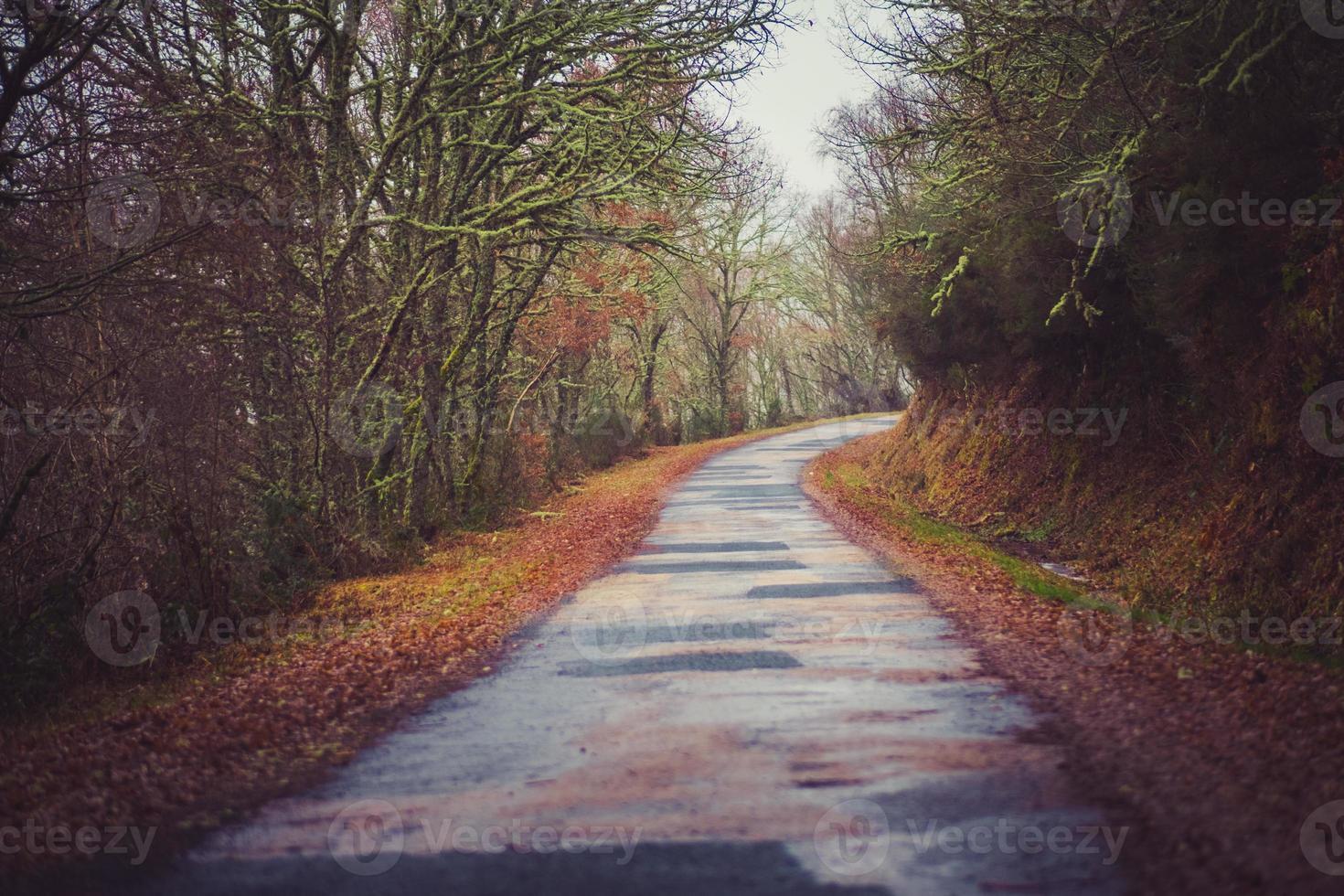 viejo camino al bosque foto