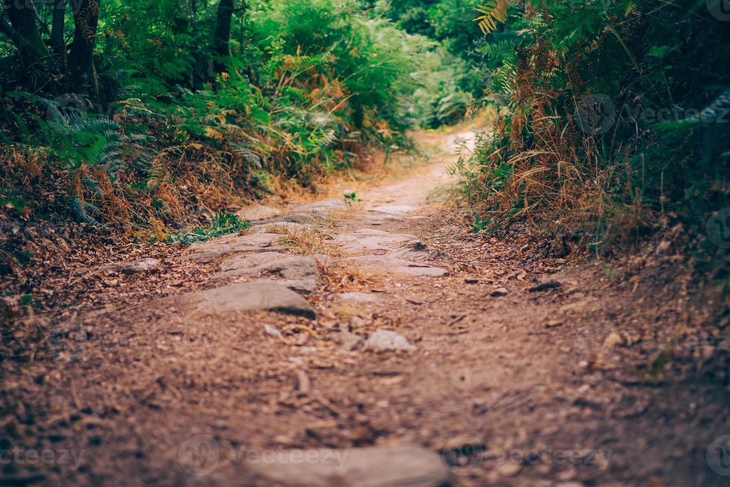 path to the forest photo