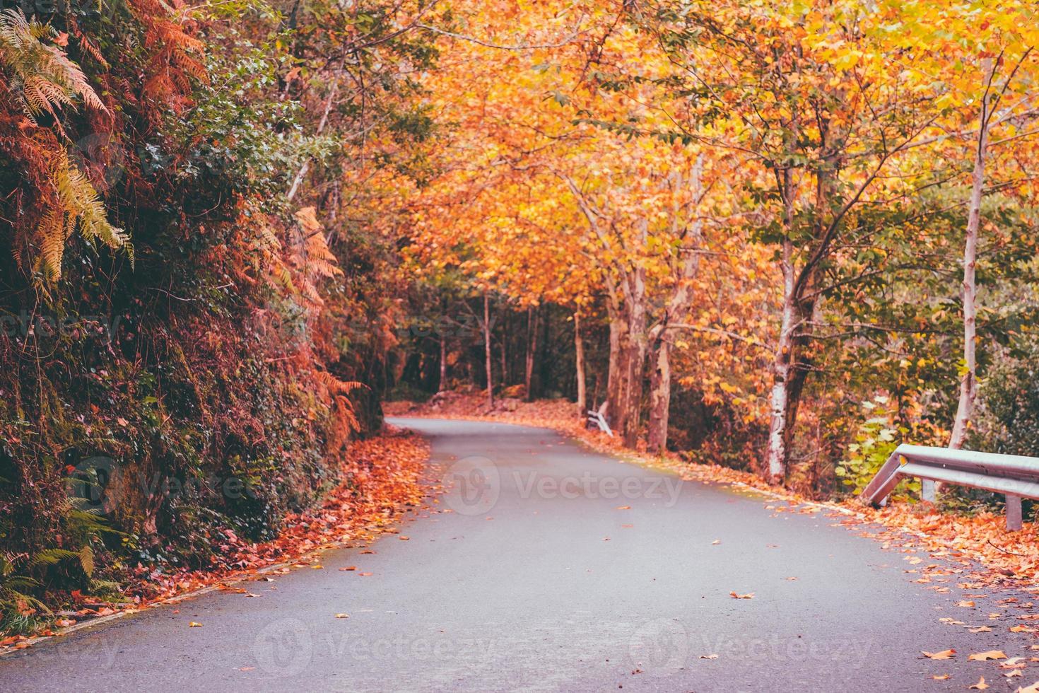 atumn roads fall photo