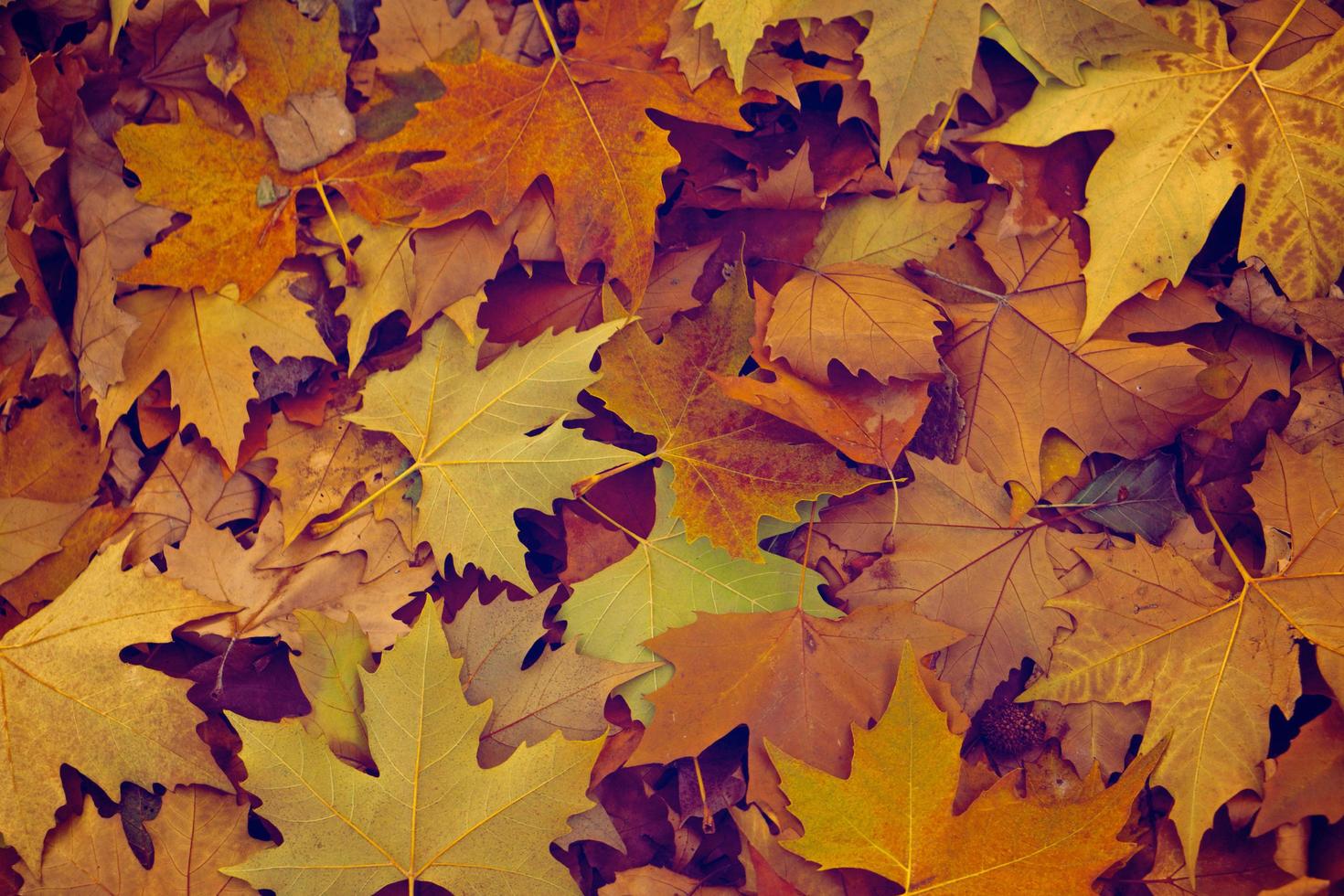 autumn fall leaf photo