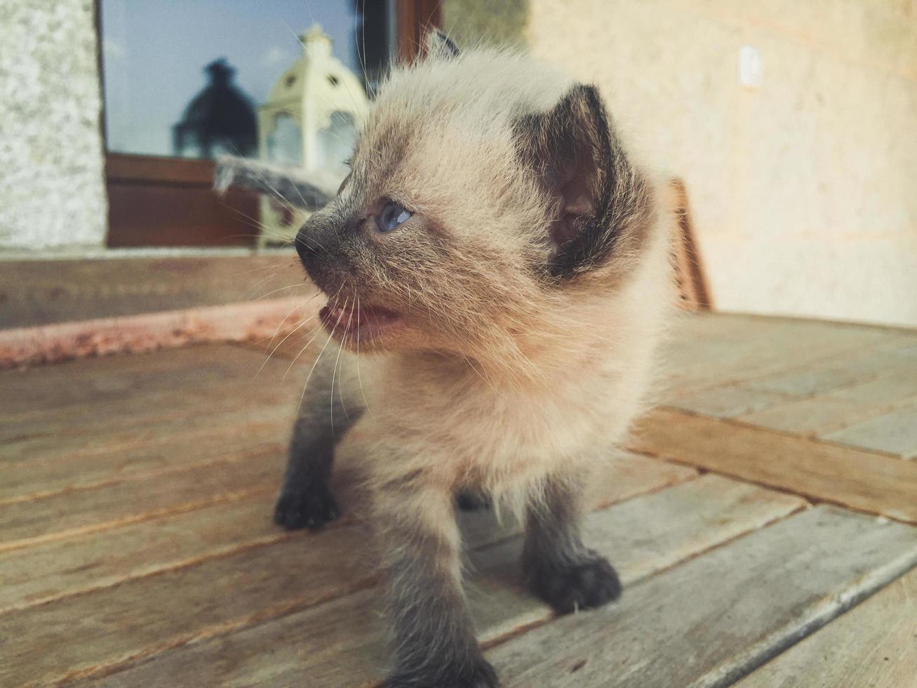 gatito gato foto