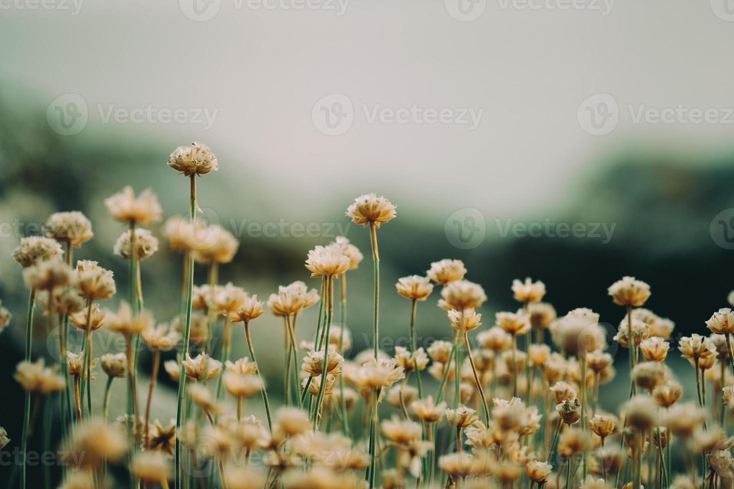 little wild flowers photo