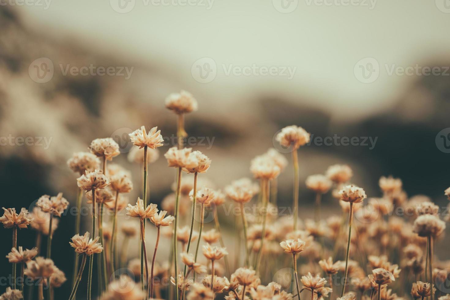 little wild flowers photo