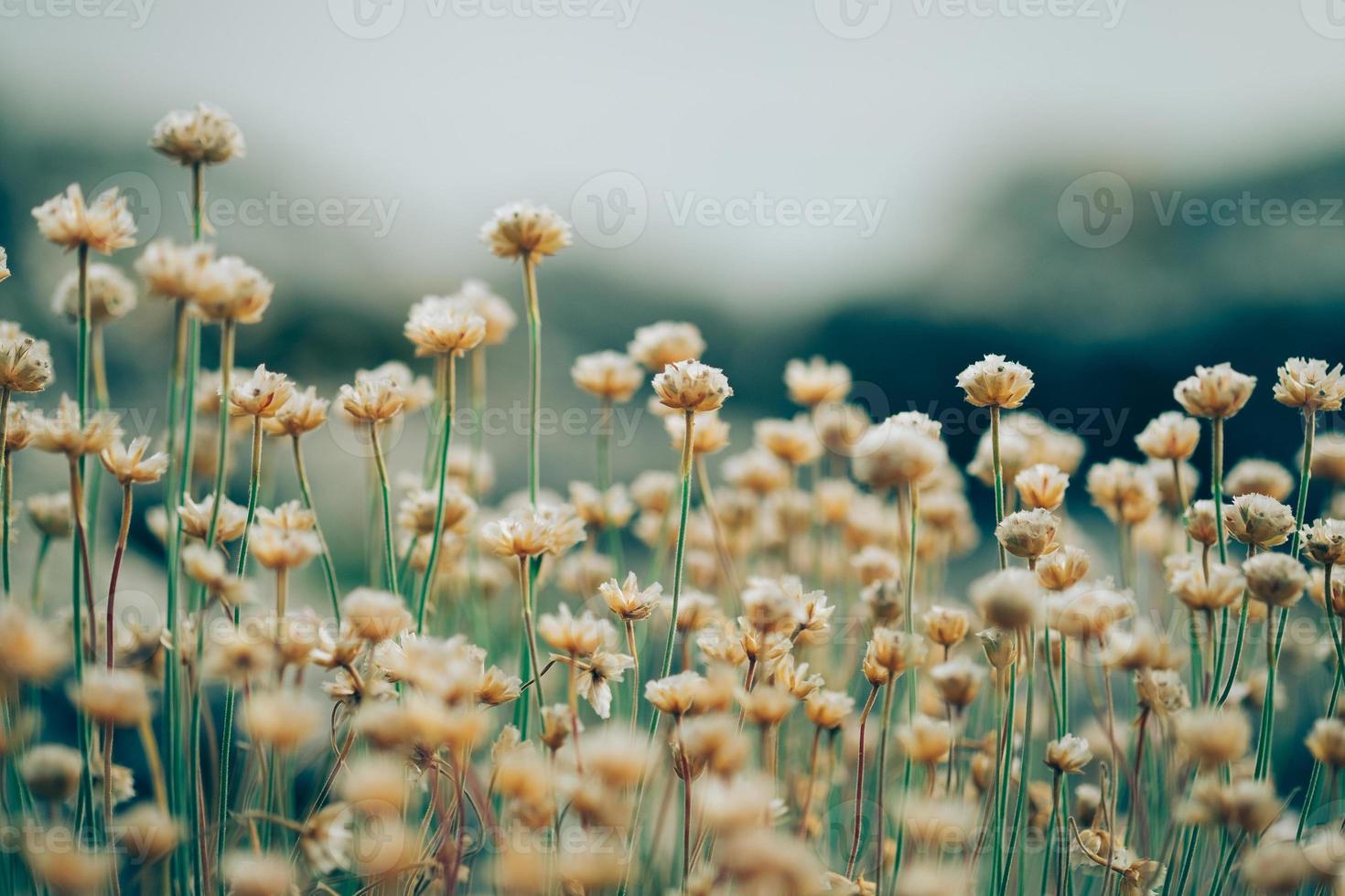 little wild flowers photo