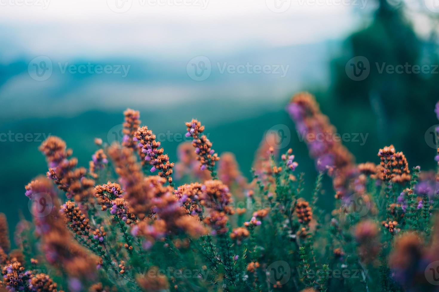 pequeñas flores silvestres foto