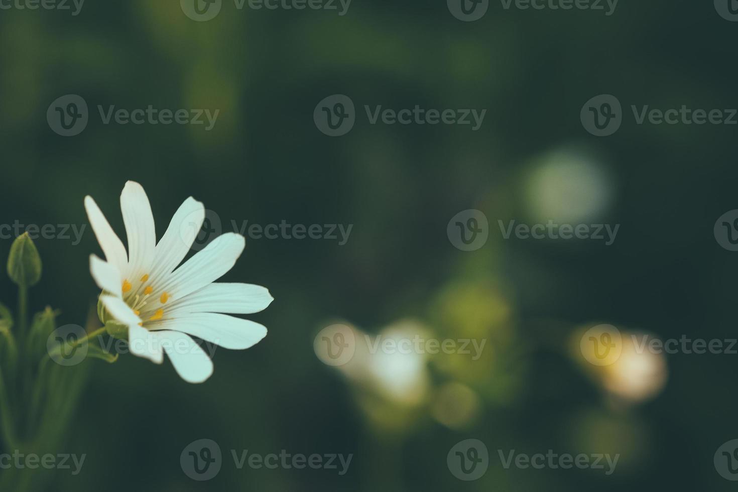 white wild flowers photo