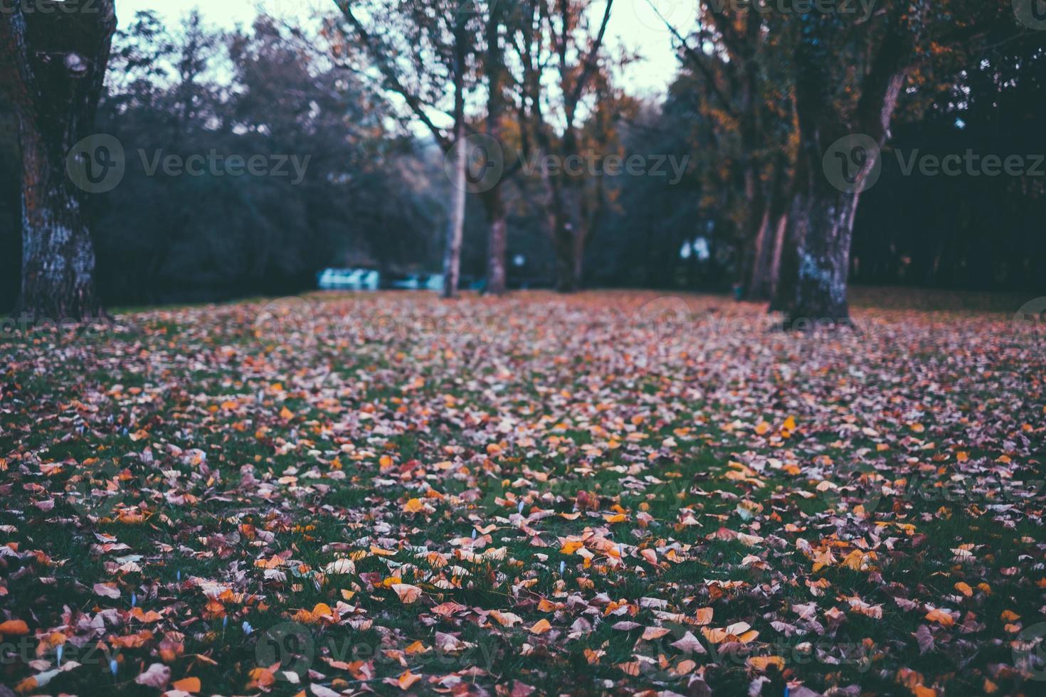 fall at park photo
