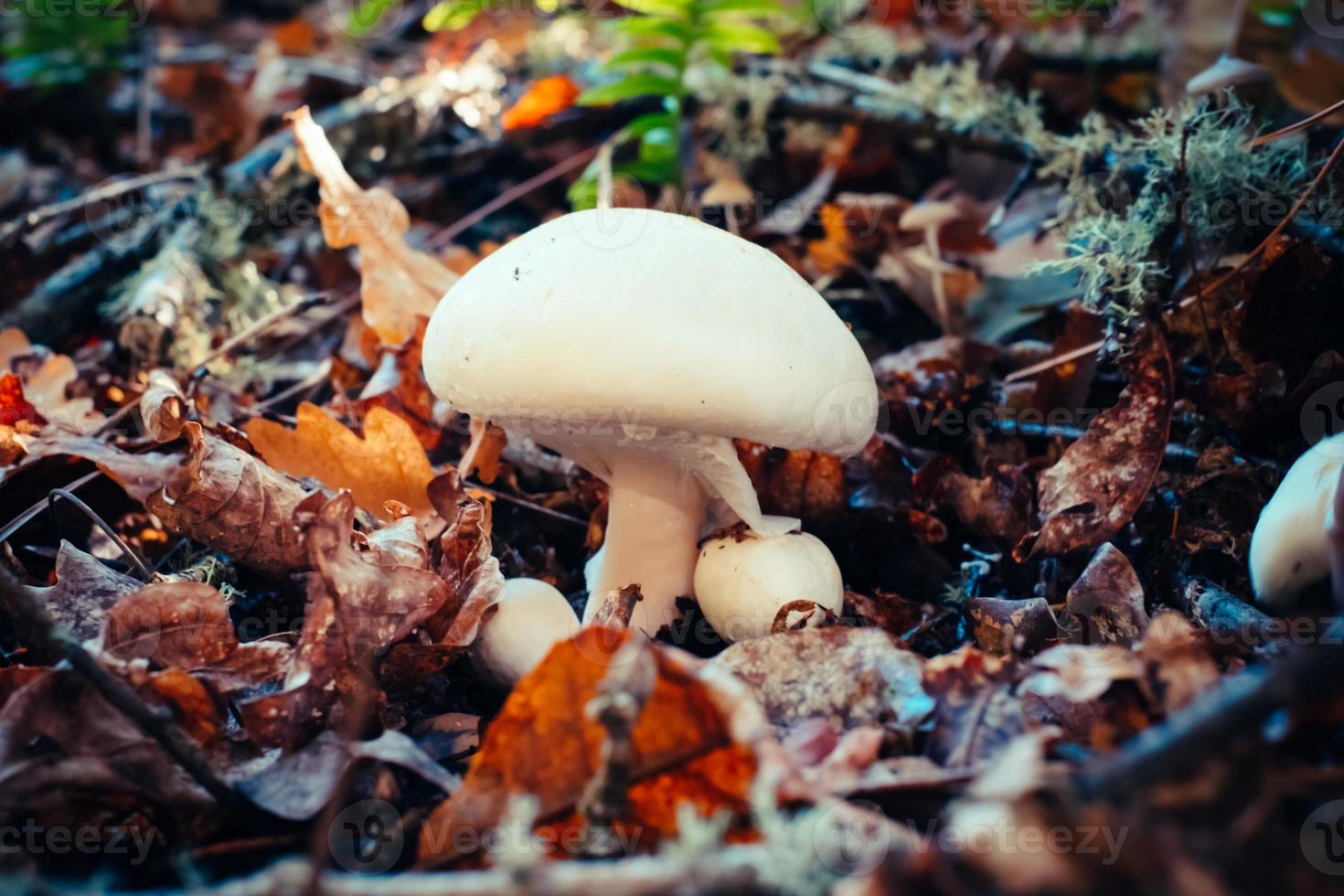 mushroom on the forest photo