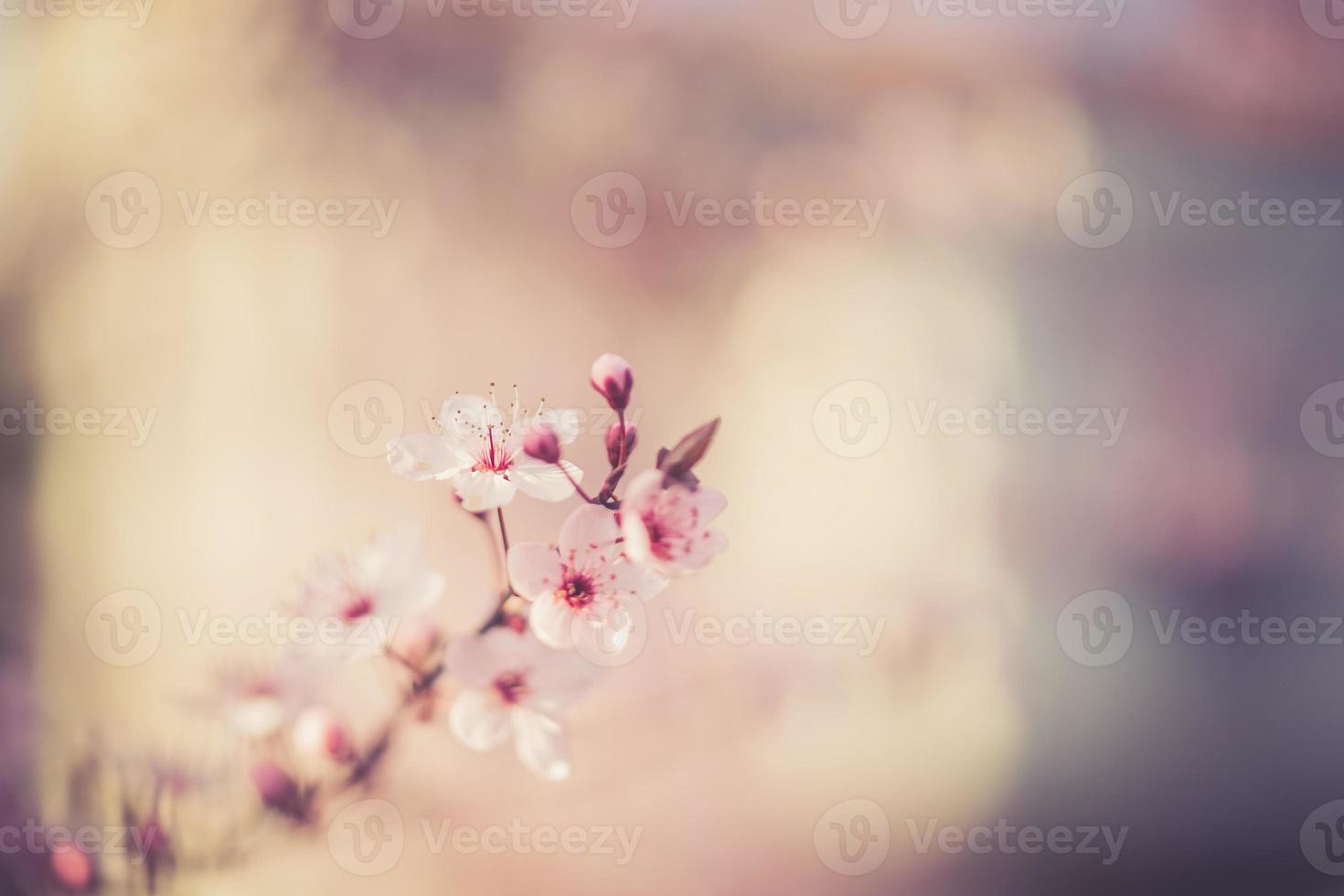 flores del festival de sakura foto