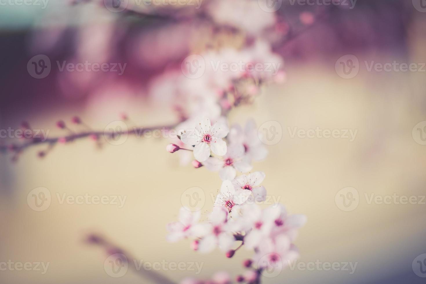 flores del festival de sakura foto