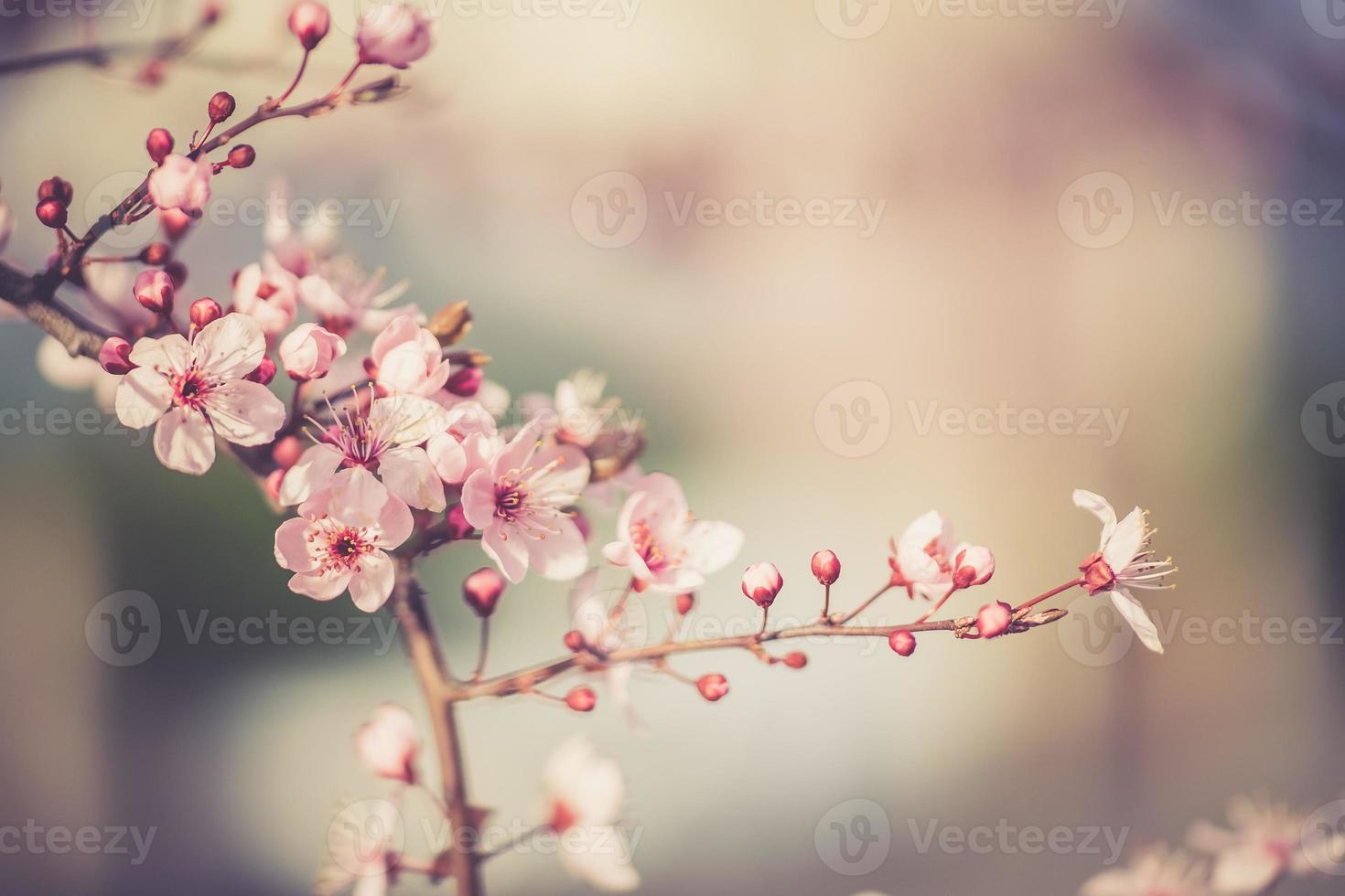 sakura festival flowers photo