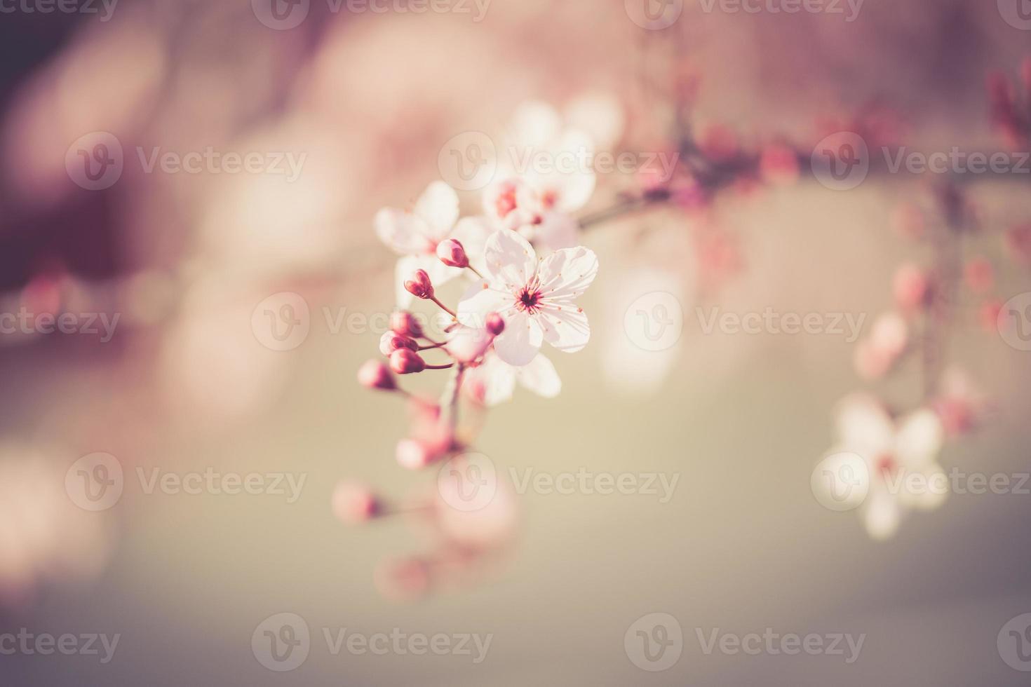 sakura festival flowers photo