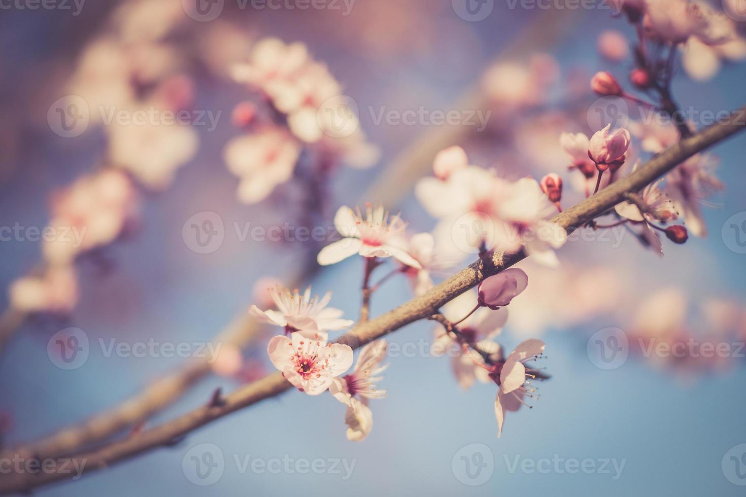 sakura festival flowers photo