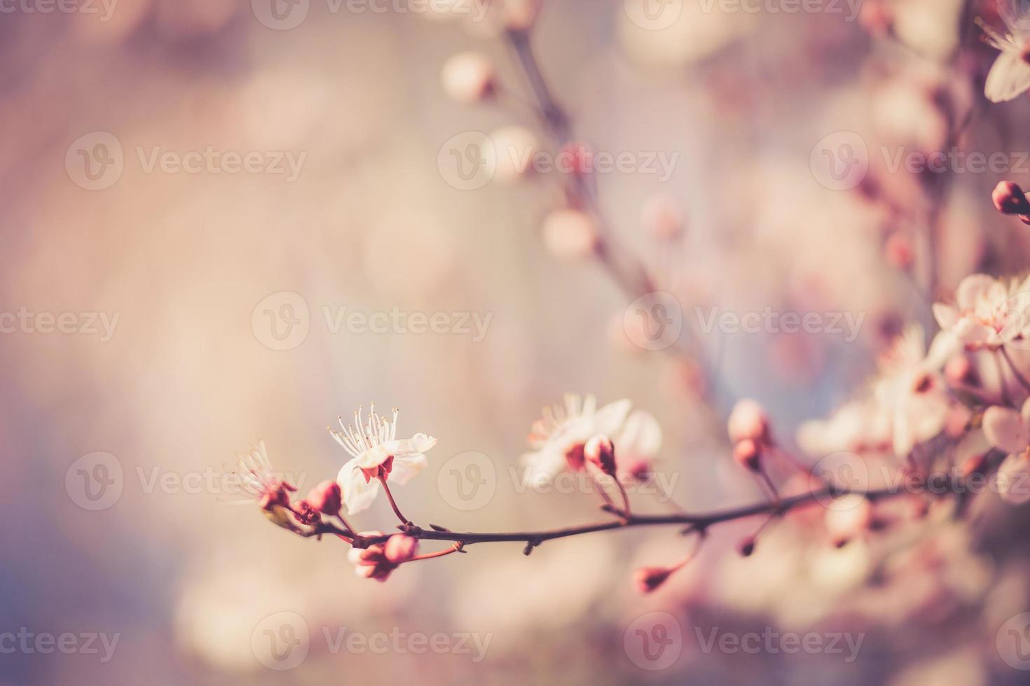 sakura festival flowers photo