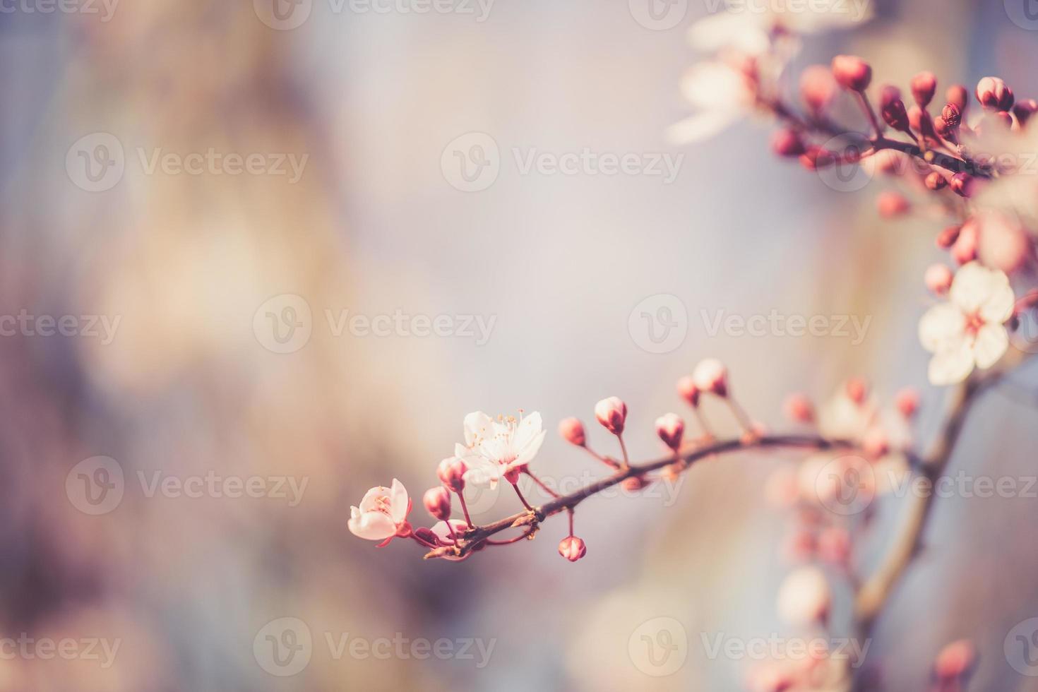 sakura festival flowers photo