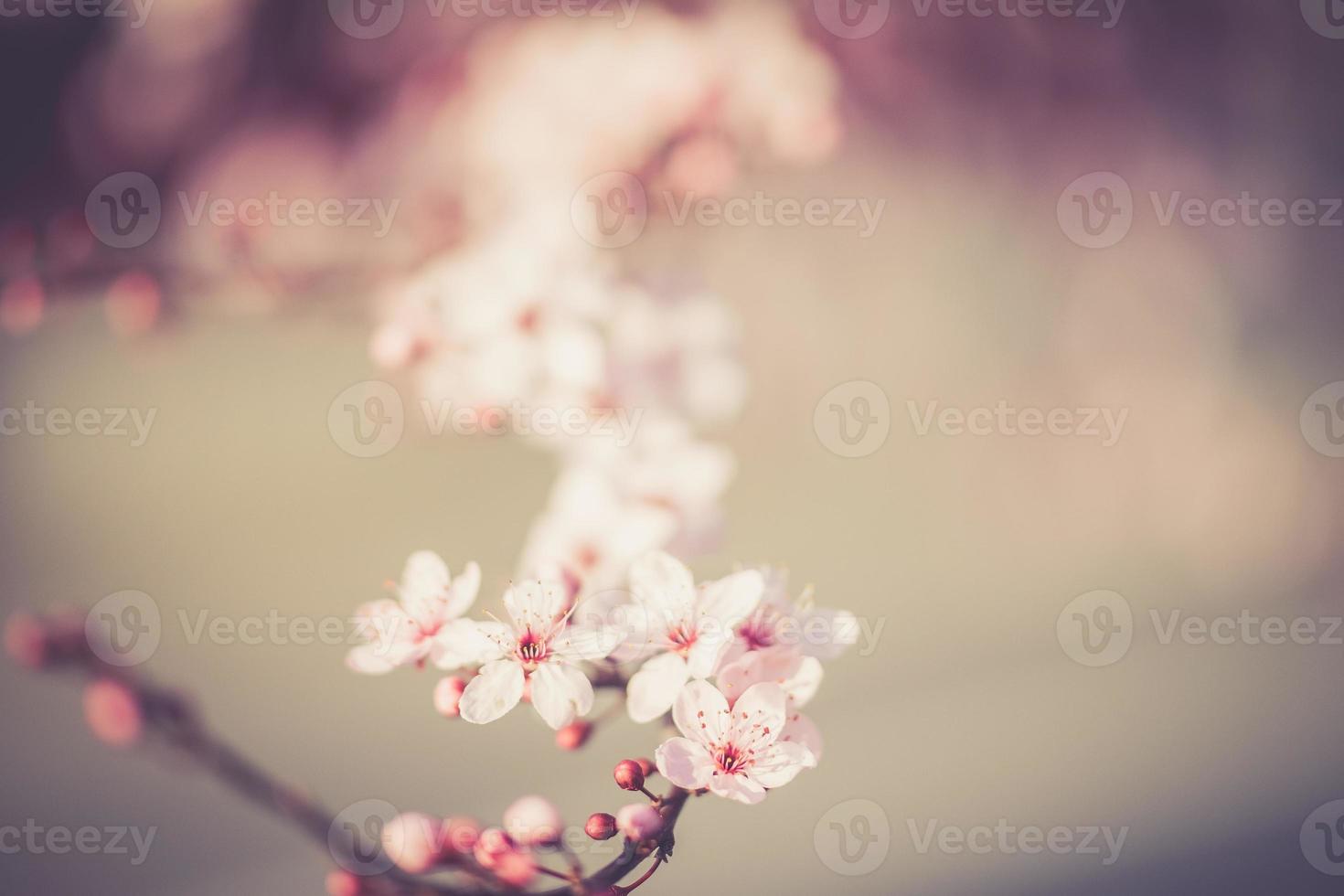 flores del festival de sakura foto