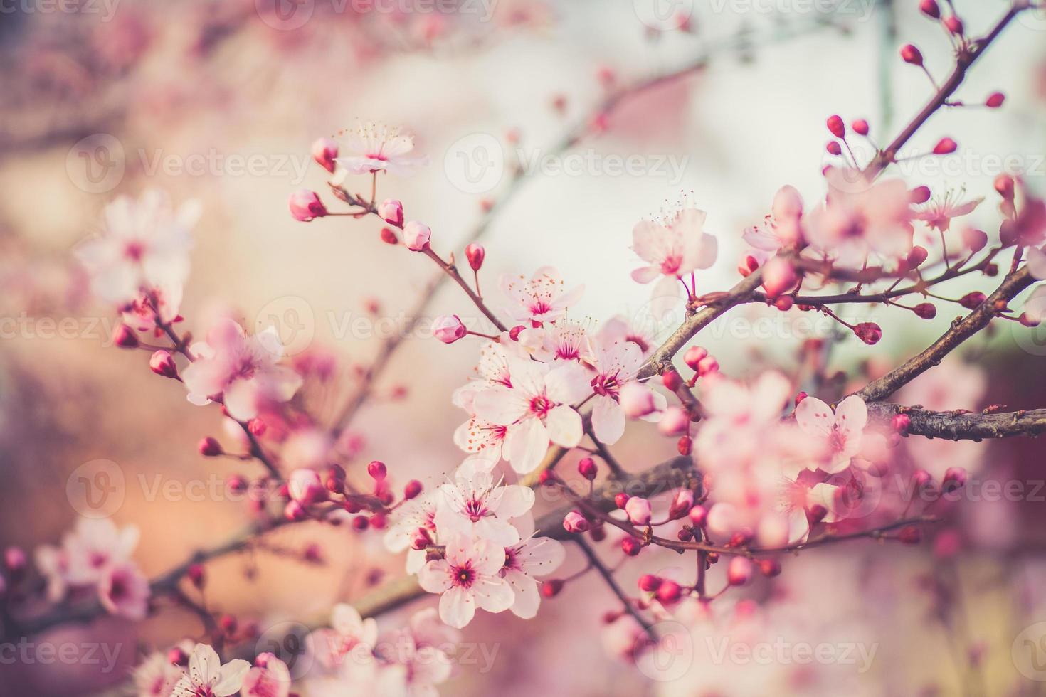 flores del festival de sakura foto