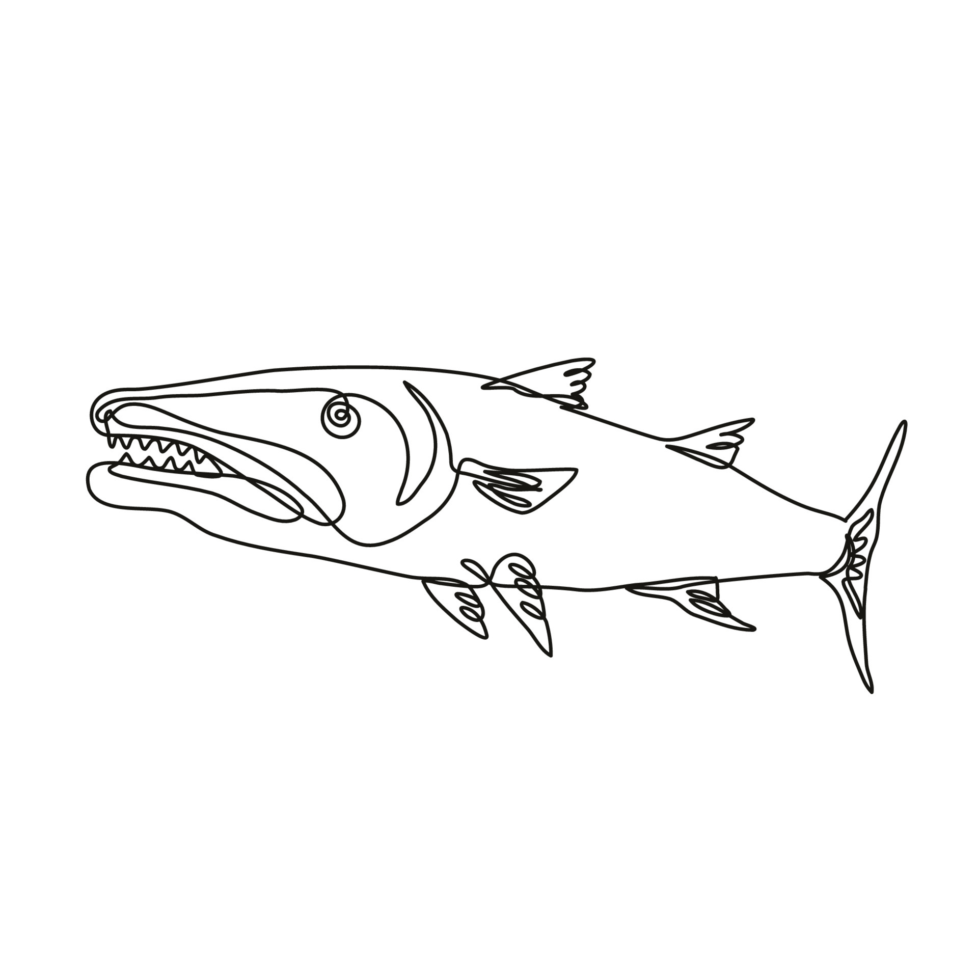 Barracuda or Cuda Predatory RayFinned Fish Viewed from Side Continuous