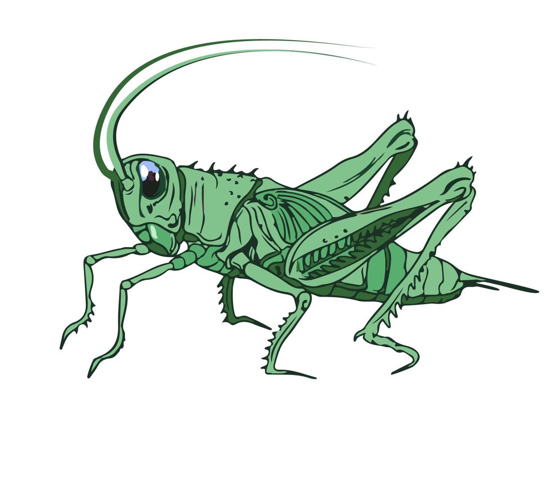 Illustration of a cricket. Detailed color image of a cricket, grasshopper, isolated on a white background. vector