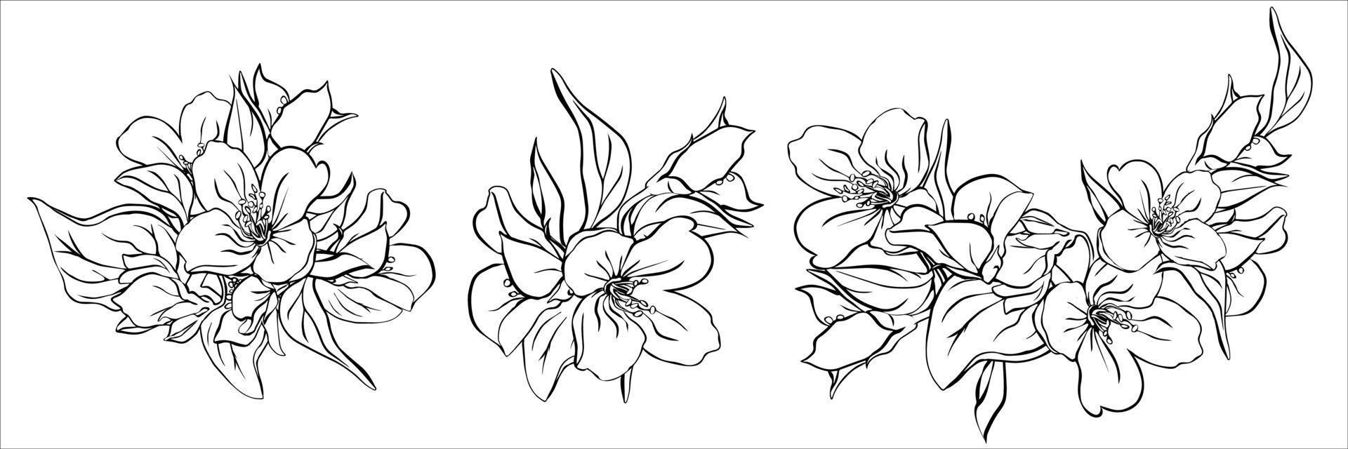 Set with 3 detailed jasmine, isolated vector illustration.