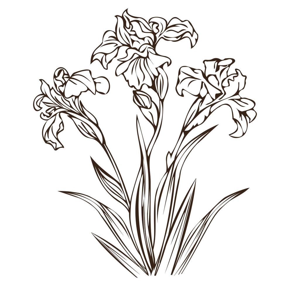 Blooming irises, isolated vector illustration.