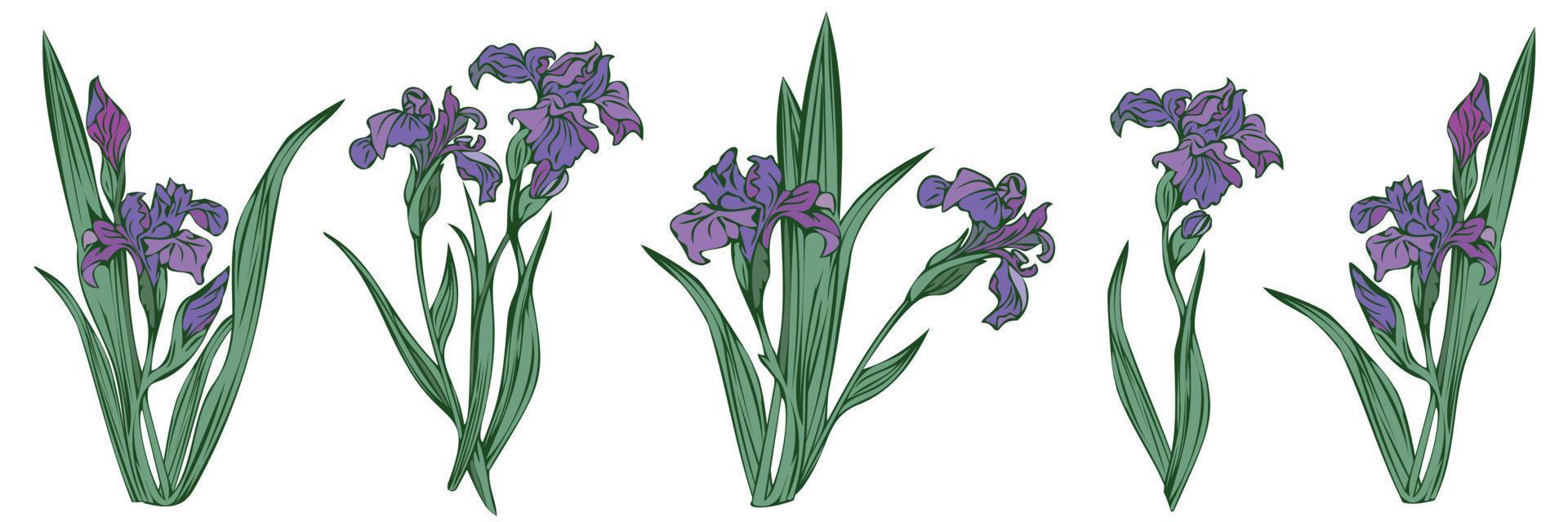 Set with five detailed irises, isolated vector illustration.