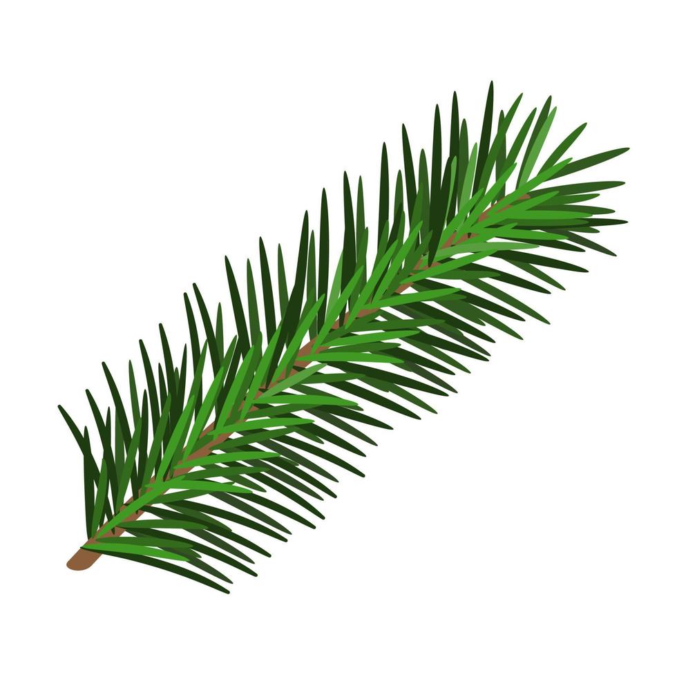 Hand drawn green lush spruce branch. Christmas tree element. Isolated on white vector illustration. Xmas decorative design item in retro style