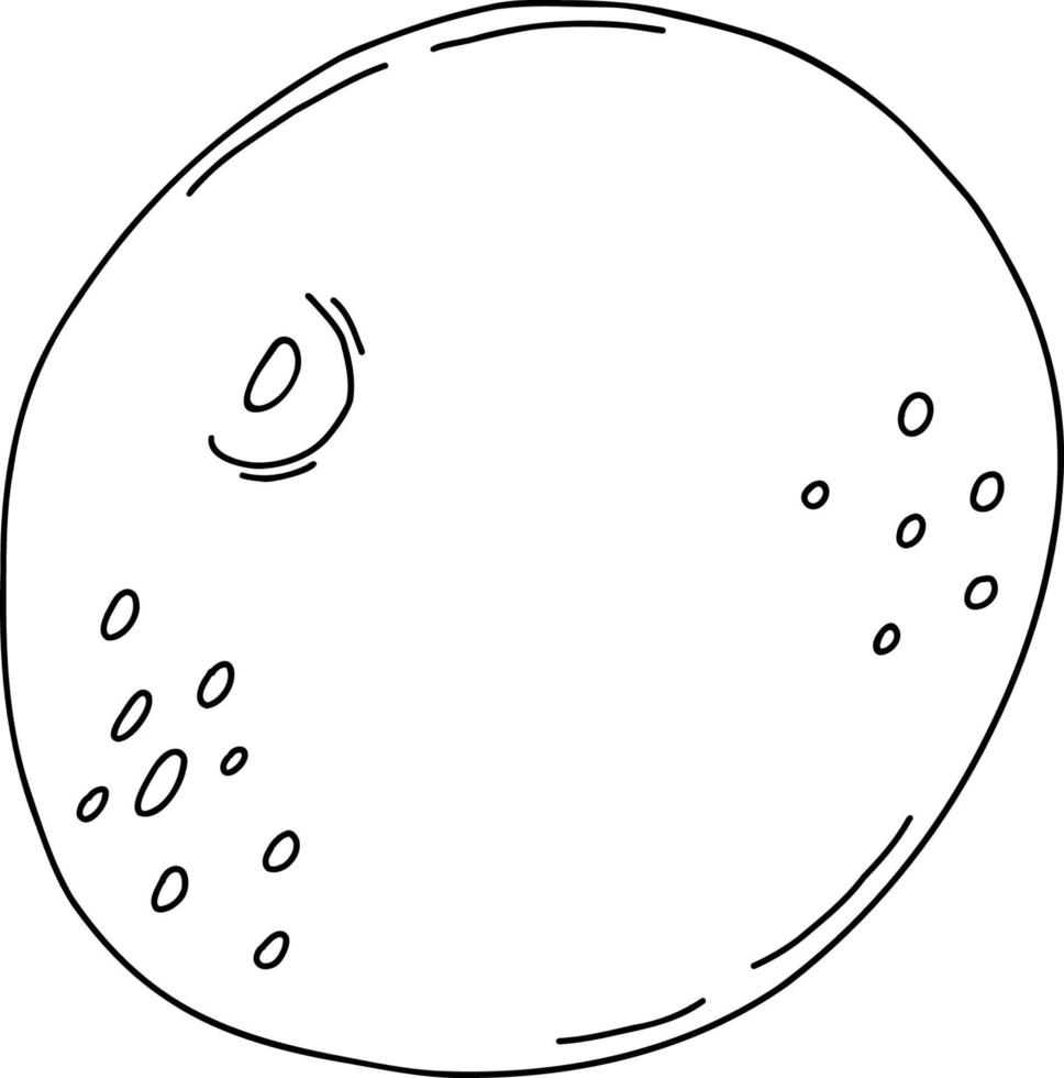 Lemon in peel with  leaf. Vector illustration. Linear hand drawing