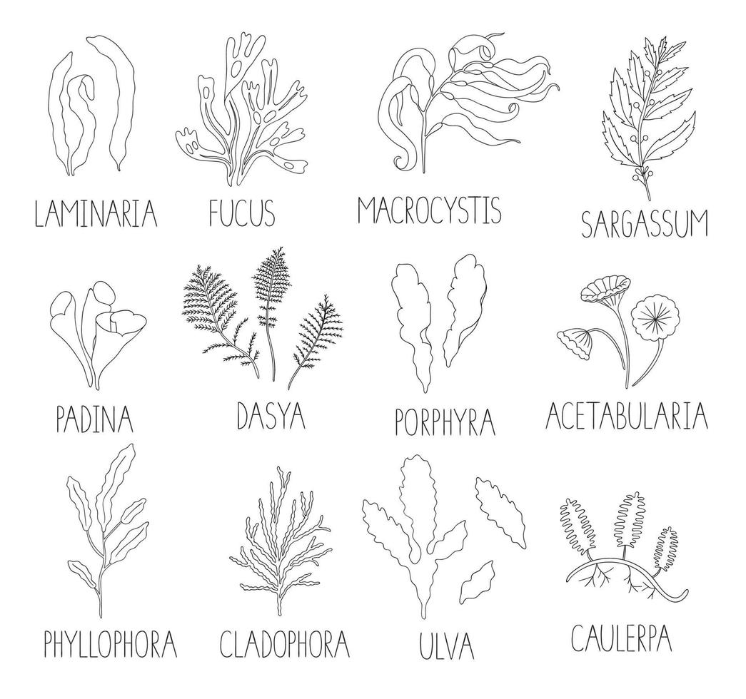 Vector black and white set of seaweeds isolated on white background. Monochrome collection of laminaria, focus, macrocystis, sargassum, padina, dasya, porphyra, phyllophora, cladophora