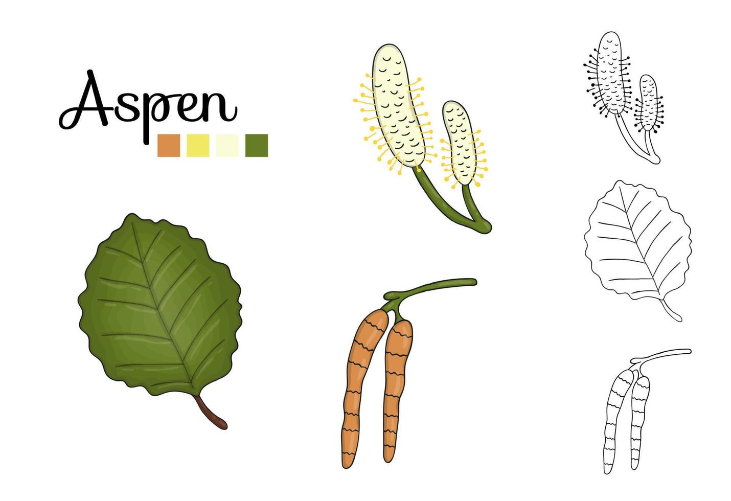 Vector set of aspen tree elements isolated on white background. Botanical illustration of aspen leaf, brunch, flowers, fruits. Black and white clip art.