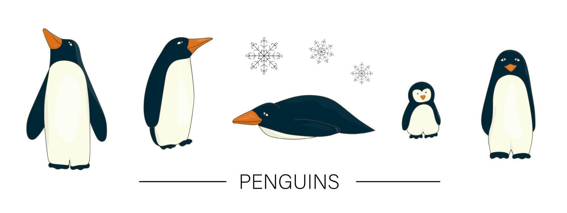 Vector colored set of cute cartoon style penguins isolated on white  background. Colorful collection of winter animals. Antarctic birds  illustration. 4398850 Vector Art at Vecteezy