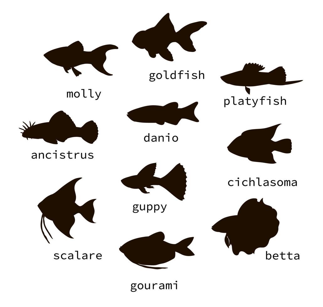 vector conjunto de siluetas de peces de acuario negro con texto. colección de aislados sobre fondo blanco monocromo molly, guppy, ornitorrinco, goldfish, danio, scalare, cichlasoma