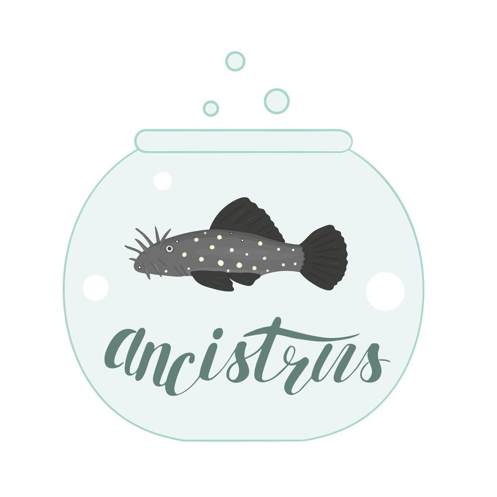 Vector colored illustration of fish in aquarium with fish name lettering. Cute picture of ancistrus for pet shops or children illustration