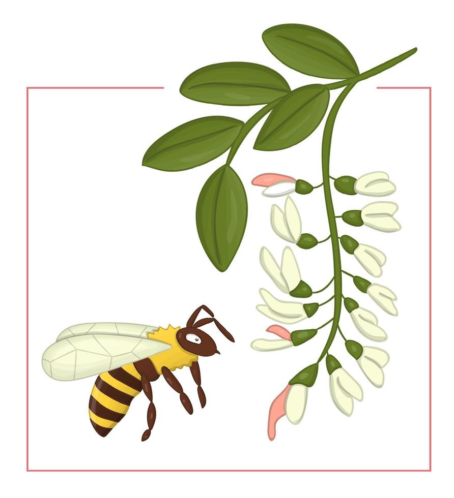 Vector illustration of colored acacia with bumblebee. Bright colorful picture of wild flower. Good for organic natural design. Watercolor effect.