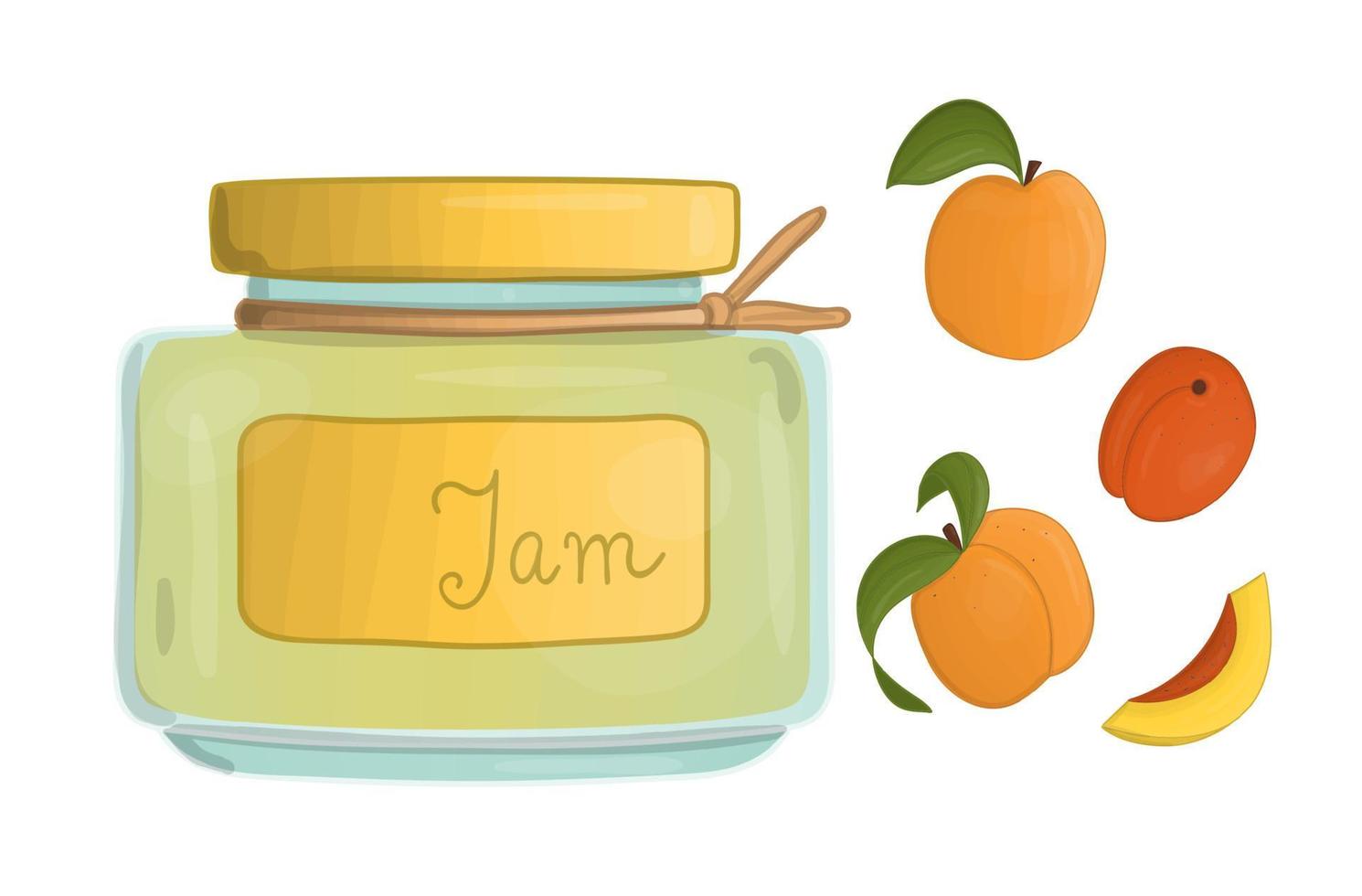 Vector illustration of colored jar with apricot jam. Apricots, pot with marmalade isolated on white background. Watercolor effect.