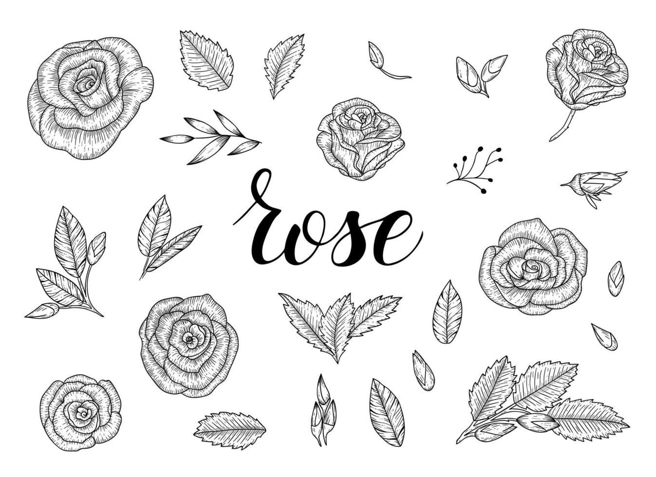 Ilustración de rosas blancas y negras. flores de estilo boceto o grabado. Linograbado clip art de línea floral estilizada vector