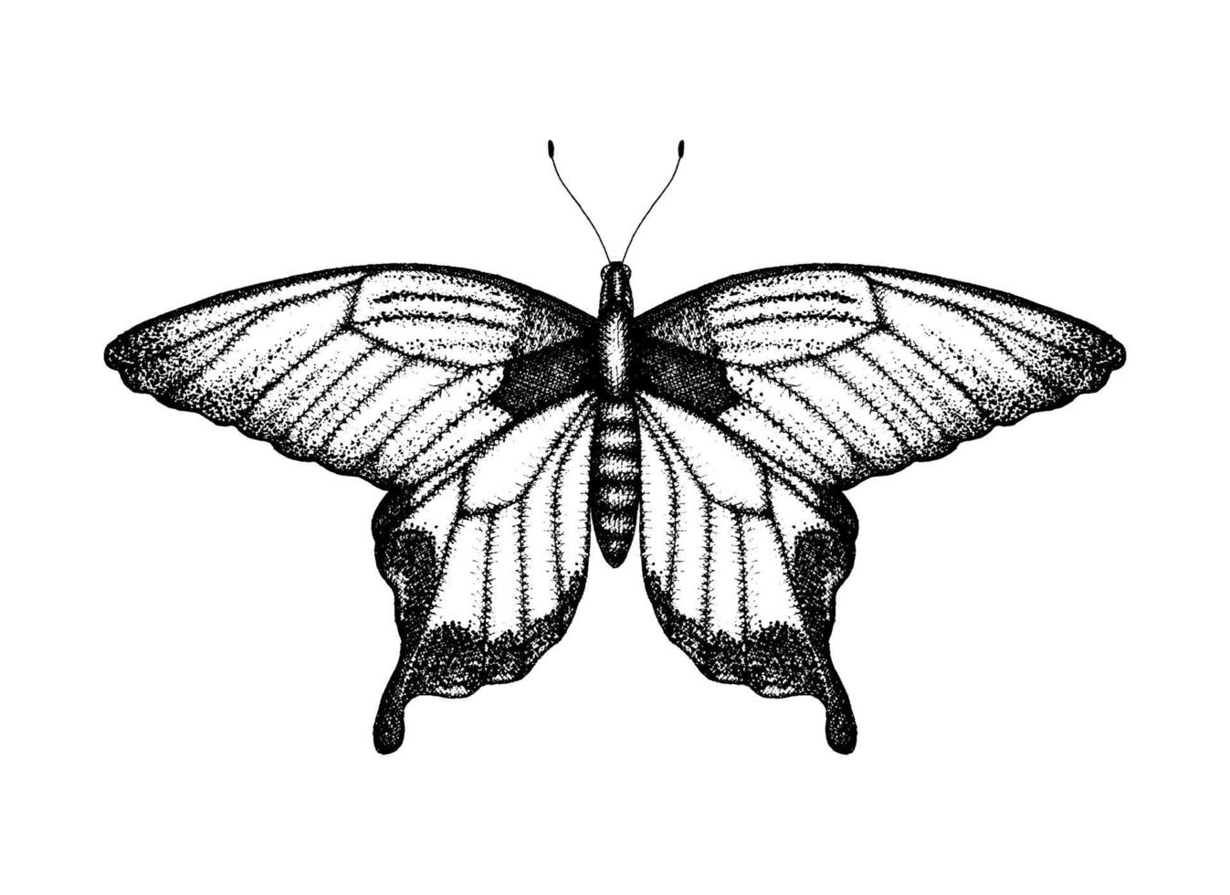 ilustración vectorial en blanco y negro de una mariposa. boceto de insectos dibujados a mano. dibujo gráfico detallado de ala de pájaro en estilo vintage. vector