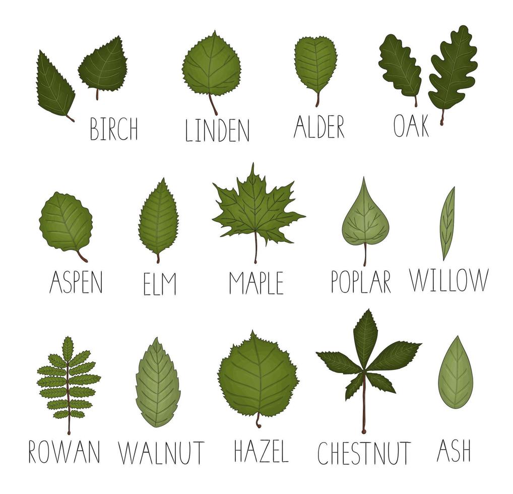 Vector set of colored green leaf isolated on white background. Colorful pack of birch, maple, oak, rowan, chestnut, hazel, linden, alder, aspen, elm, poplar, willow, walnut, ash leaves. Cartoon style