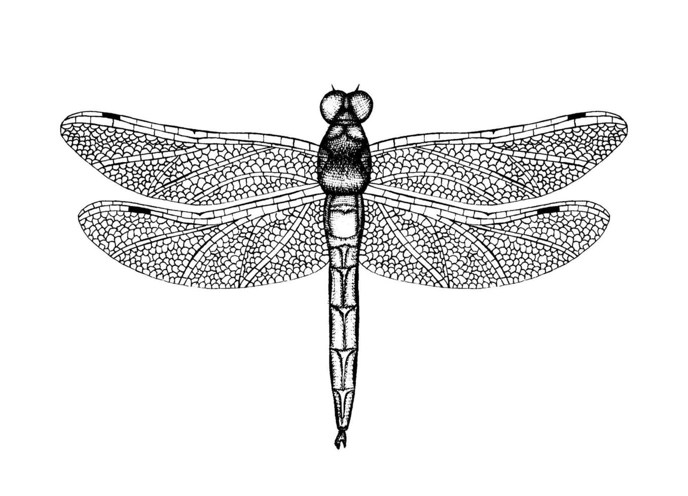 Black and white vector illustration of a dragonfly. Hand drawn insect sketch. Detailed graphic drawing of damselfly in vintage style.