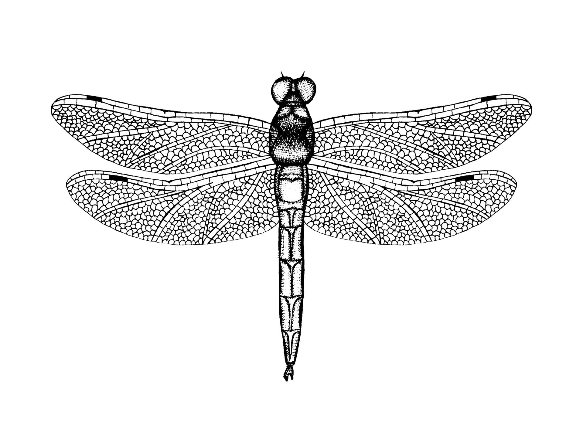 Dragonfly Scientific Drawing