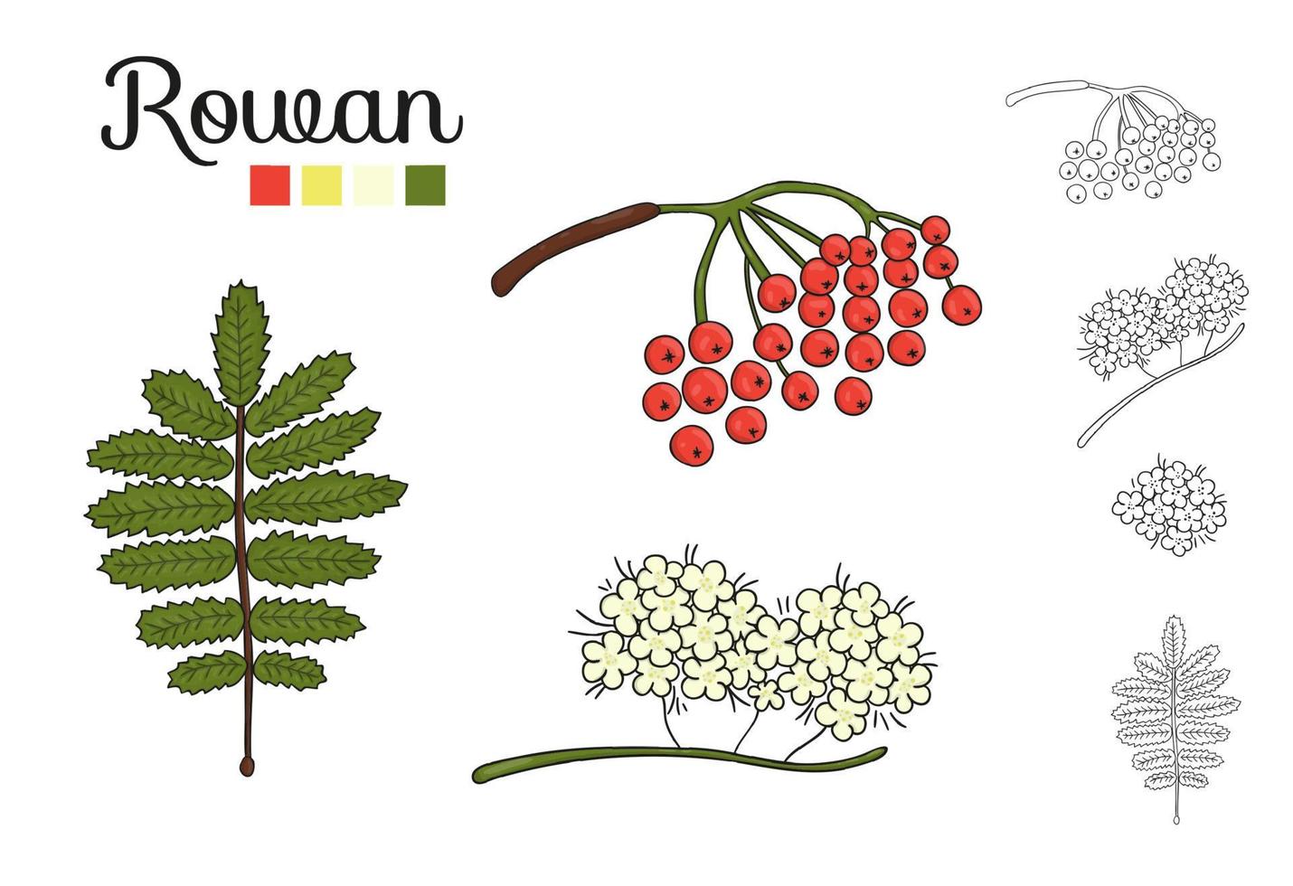 Vector set of rowan tree elements isolated on white background. Botanical illustration of rowan berry, brunch, flowers. Black and white clip art