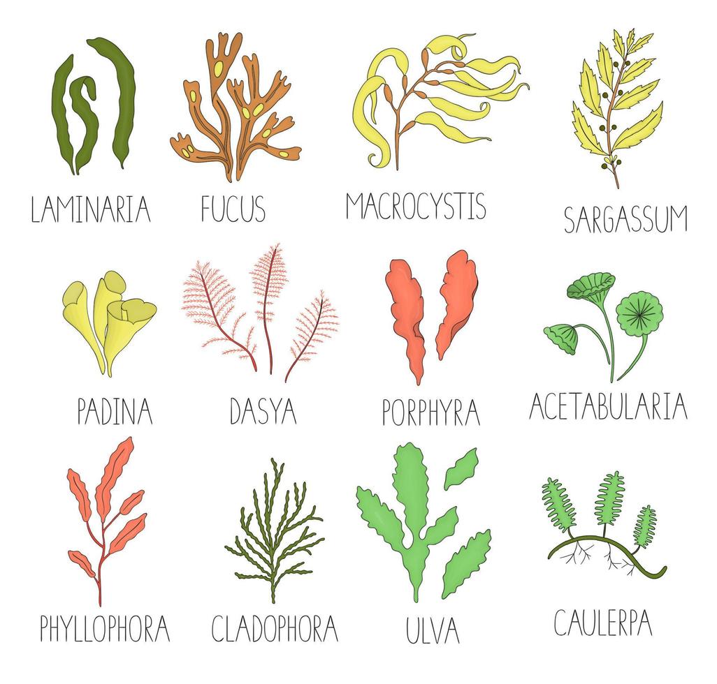 vector conjunto de color de algas marinas aisladas sobre fondo blanco. colorida colección de laminaria, foco, macrocystis, sargazo, padina, dasya, porphyra, phyllophora, cladophora, ulva, acetabularia.