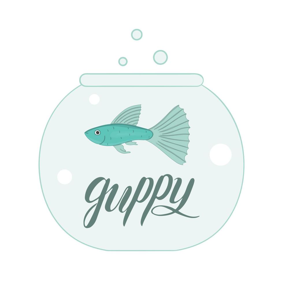 Vector colored illustration of fish in aquarium with fish name lettering. Cute picture of guppy for pet shops or children illustration