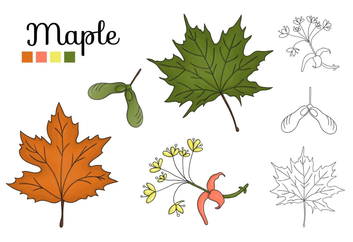 maple tree fruit