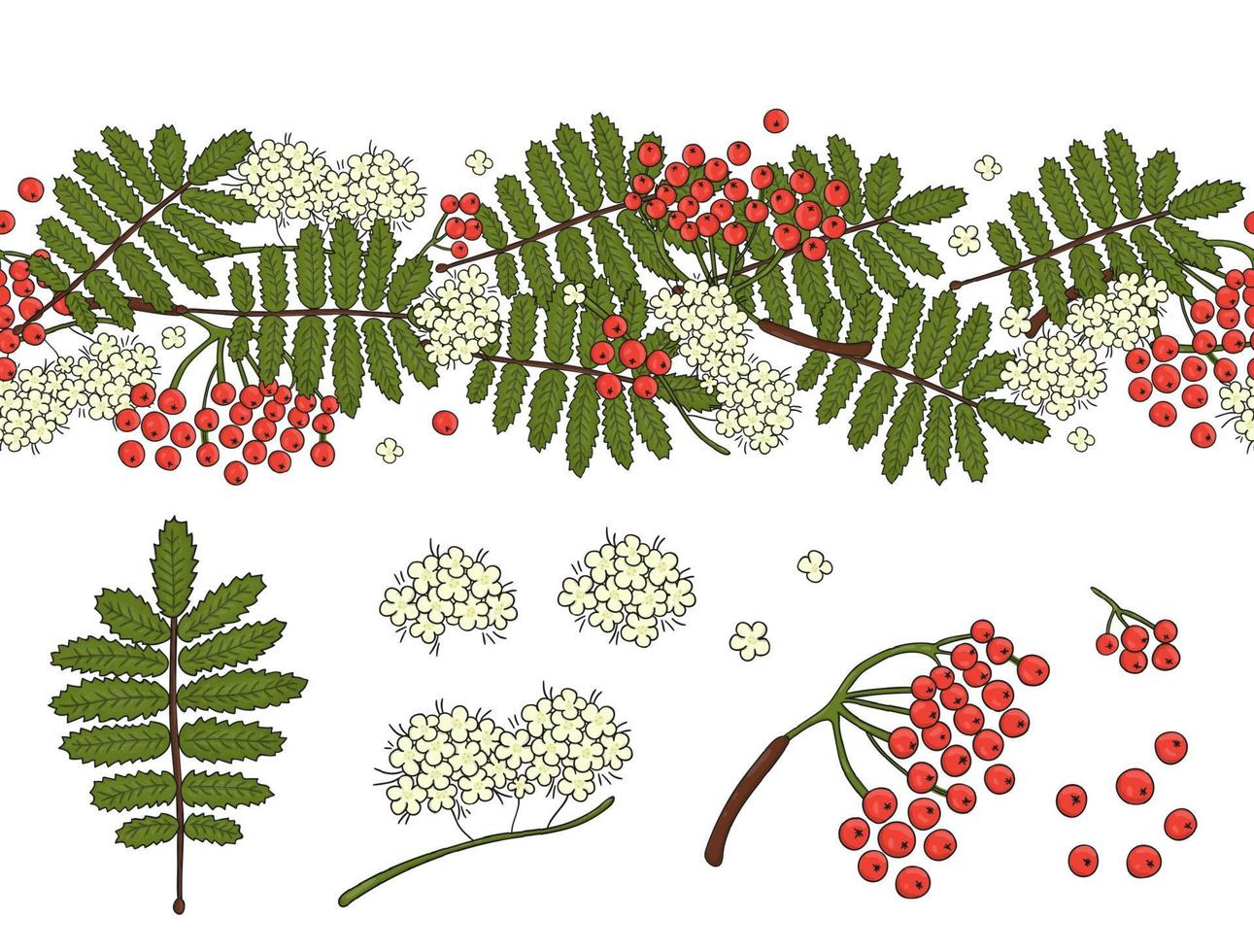 Vector set of garden rowan design elements and pattern brush with stylized rowan leaves, flowers, berries. Hand drawn cartoon style illustration. Cute autumn templates for wedding, holiday