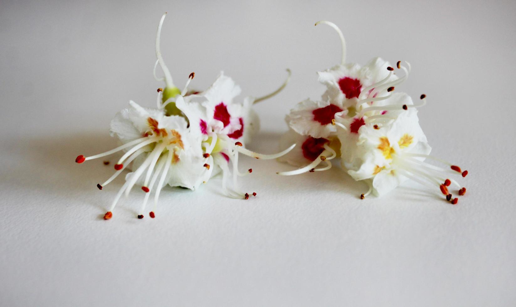 White-pink flowers of chestnut photo